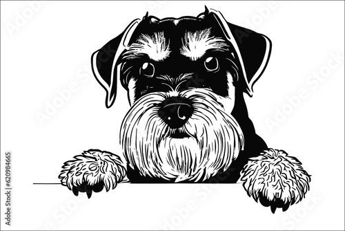 Captivating Schnauzer cat dog, the epitome of charm and loyalty. Perfect companion for dog lovers. Discover the joy of this adorable image