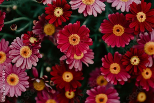 Red and purple colored daisy flowers background