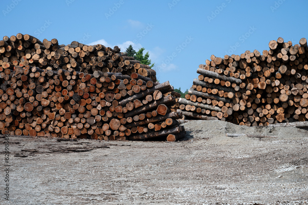 Piles of tree logs waiting to be process