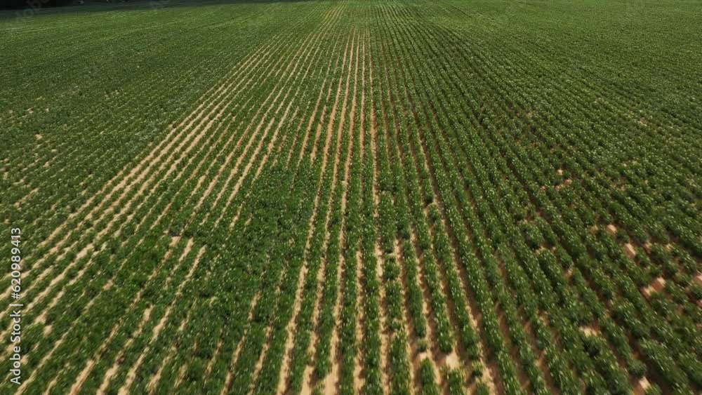 Top view of the rows of green flowering potatoes, flowering potato fields Top view of the rows of green flowering potatoes, flowering potato fields