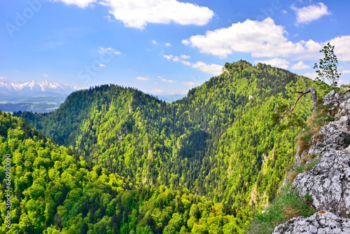 Relict pine on the Sokolica Peak in the Pieniny Mountains. Spring idyllic mountains landscape - Pieniny National Park in Poland. 