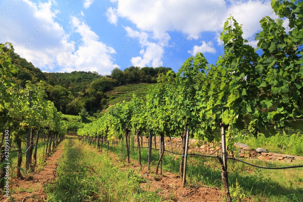 Austria landscape in Wachau wine region. Summer view of vineyards near Spitz. Danube river valley countryside.