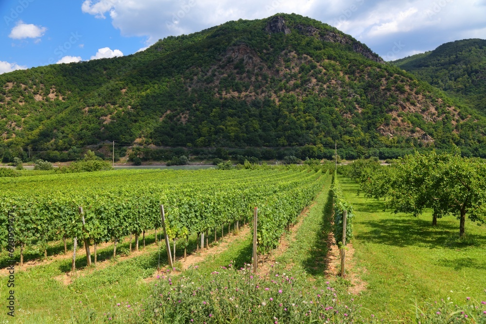 Austria landscape in Wachau wine region. Summer view of vineyards near Spitz. Danube river valley countryside.