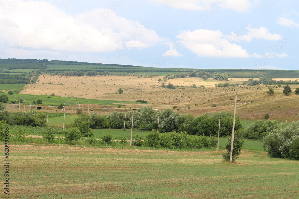 A field with trees and power lines