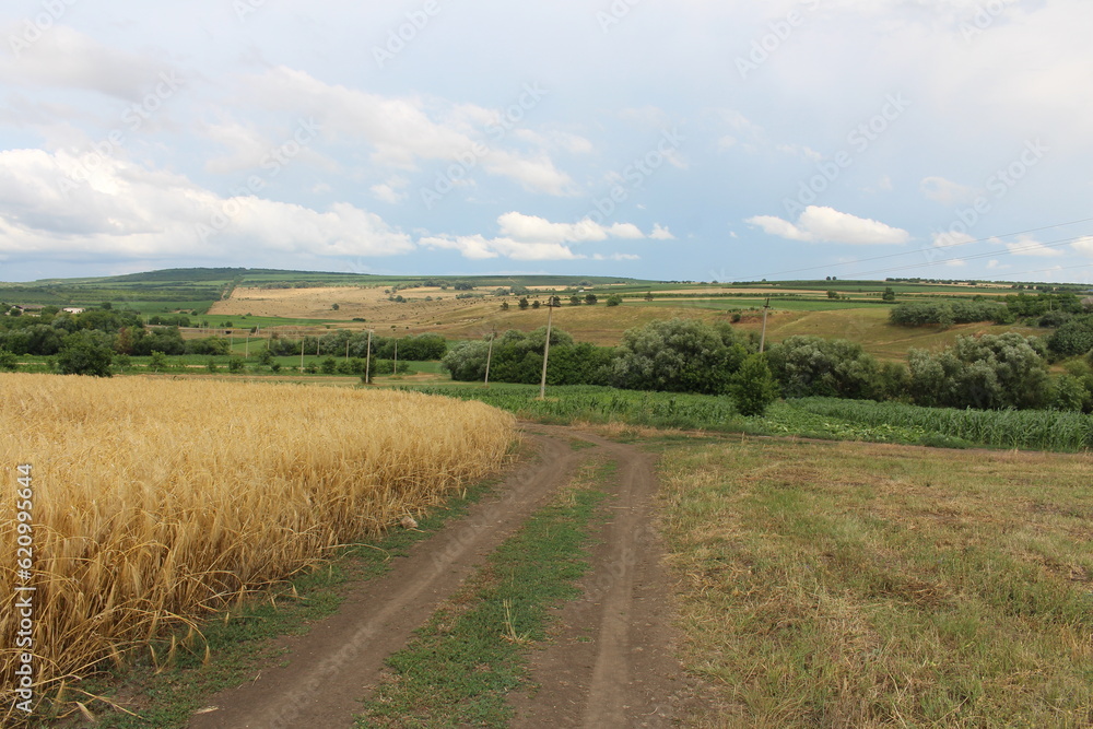 A dirt road through a field of wheat