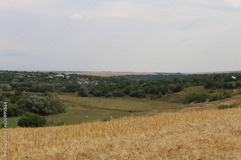 A field of wheat with trees and a village in the background