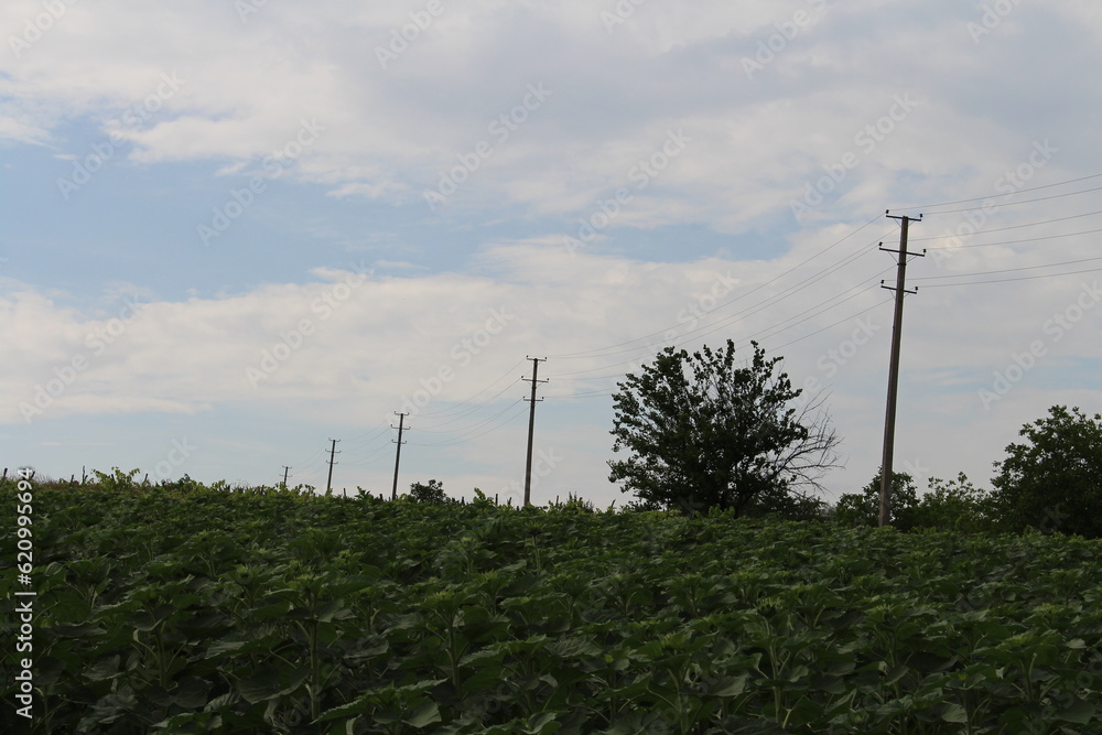 A field of plants with power lines