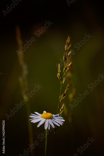 daisy in a field of flowers photo