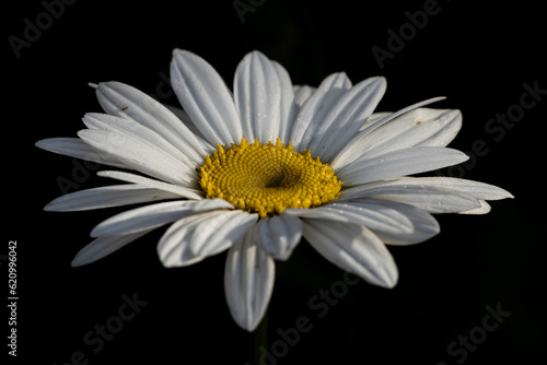 daisy upclose