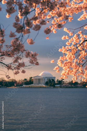 Cherry Blossom Jefferson