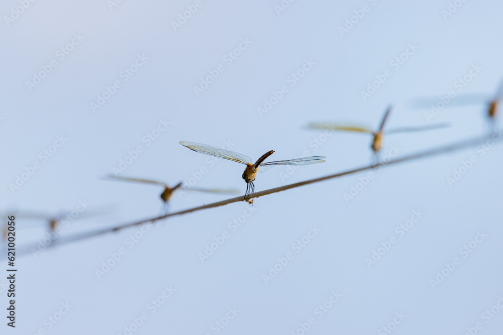 Obraz premium dragon-fly