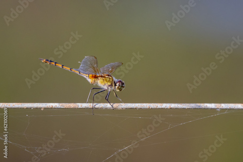 dragonfly on a wire