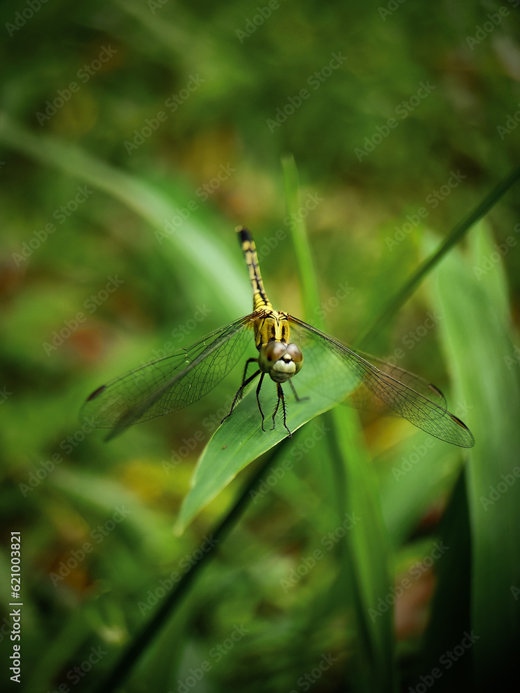 Nature's Jeweled Aviator: A Close-Up of a Dragonfly Nature's Jeweled Aviator: A Close-Up of a Dragonfly