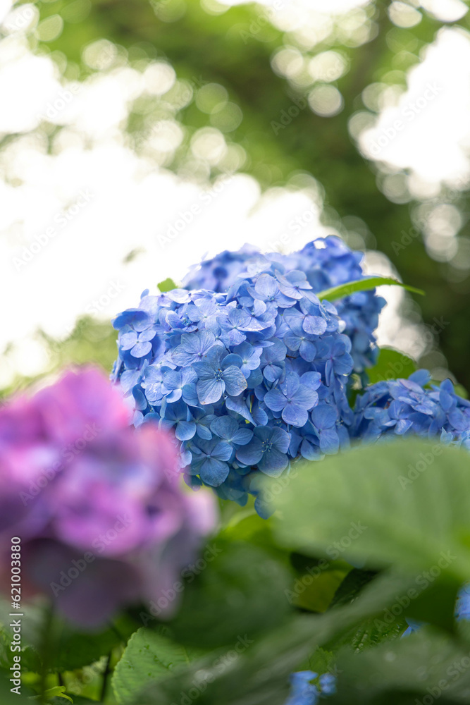 梅雨に咲く紫陽花