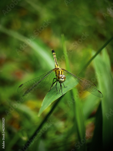 Nature's Jeweled Aviator: A Close-Up of a Dragonfly © Sheha