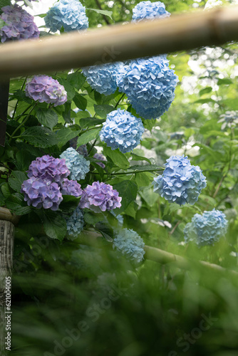 梅雨に咲く紫陽花