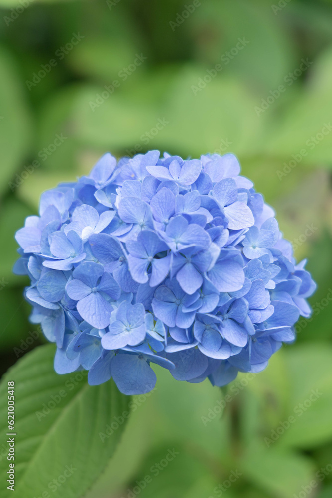 梅雨に咲く紫陽花 梅雨に咲く紫陽花