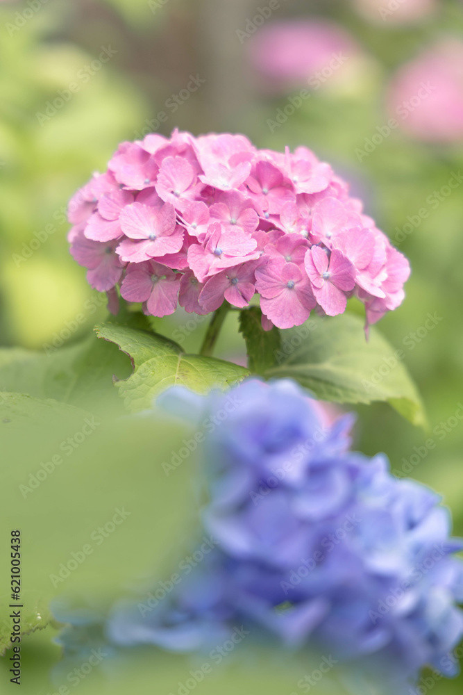 Fototapeta premium 梅雨に咲く紫陽花