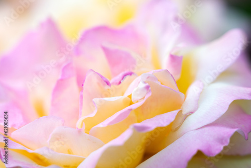 beautiful rose pink yellow closeup