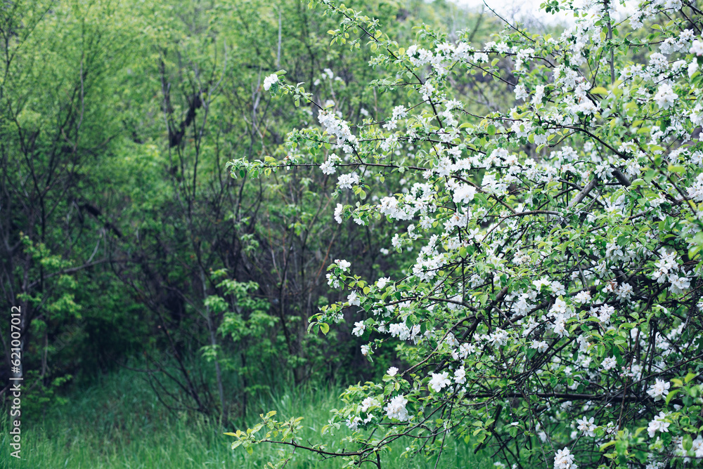 Blossoming apple tree. A flower on a tree. Spring