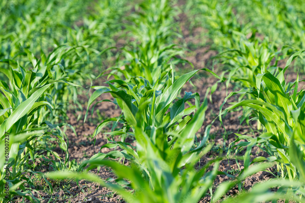 field with green corn in summer field with green corn in summer