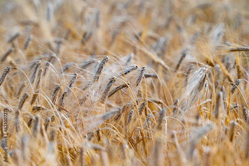Fototapeta premium field with ears of wheat in the summer