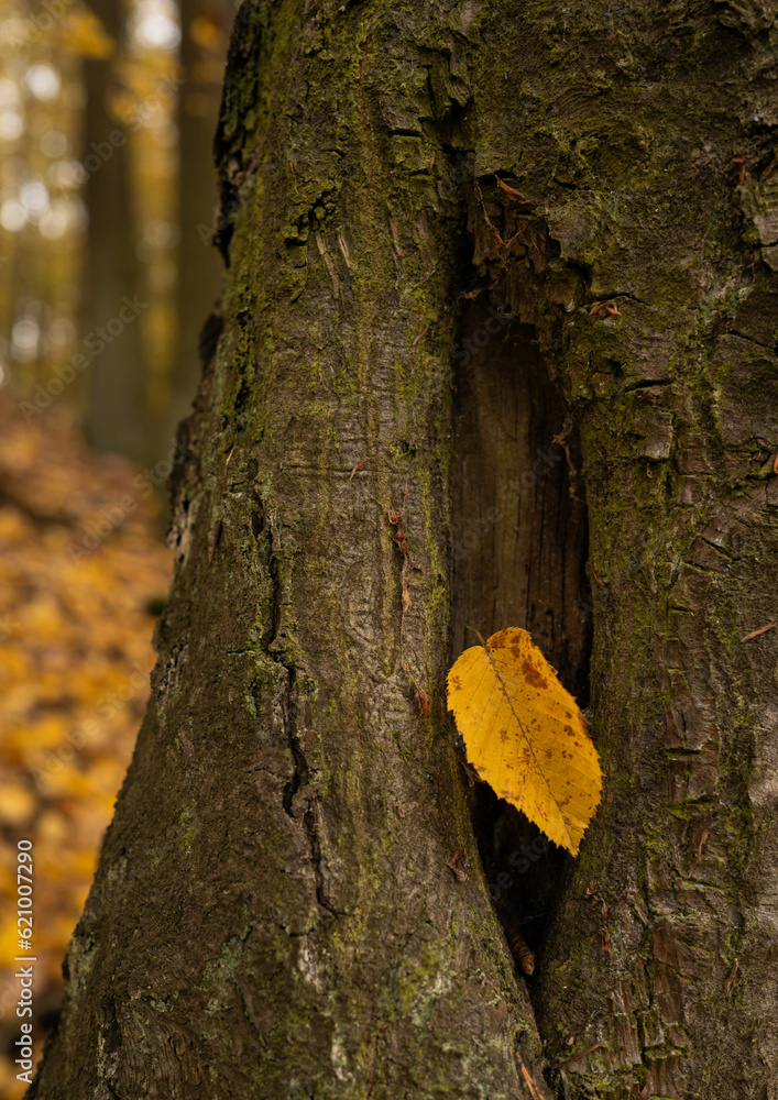 a yellow leaf rests in the hollow of a tree