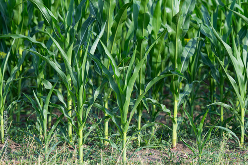 field with green corn in summer