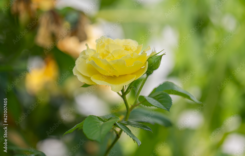yellow rose close-up yellow rose close-up