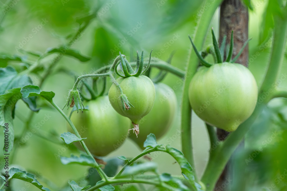 green tomatoes close-up in the vegetable garden green tomatoes close-up in the vegetable garden