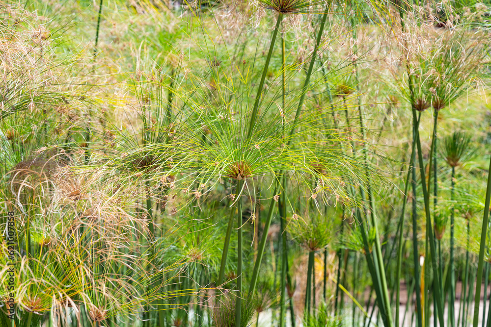 Obraz premium Cyperus papyrus closeup
