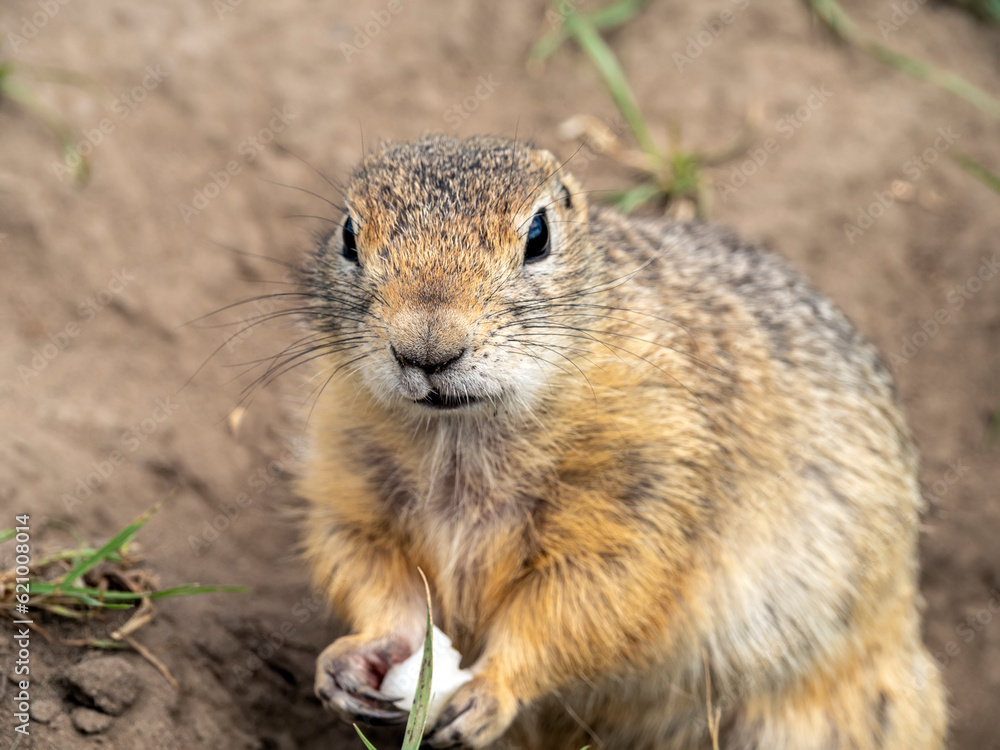 A prairie dog holding a some leafs of cabbage in its front paws on a lawn overgrown with thick grass. A prairie dog holding a some leafs of cabbage in its front paws on a lawn overgrown with thick grass.