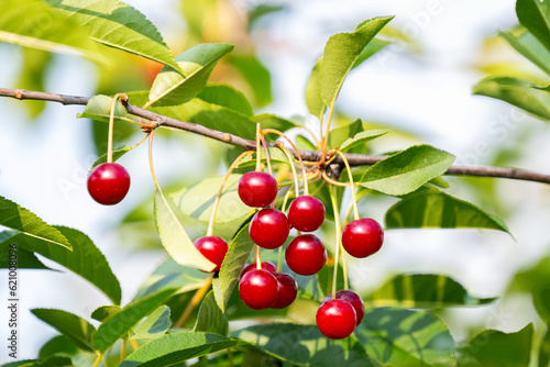 cherry berries on a tree in summer