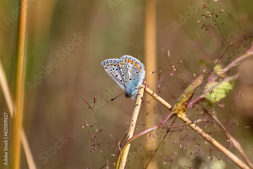 A Common blue butterfly (Polyommatus icarus), showing underwing, perched on delicate grasses  with a blurred background. photo