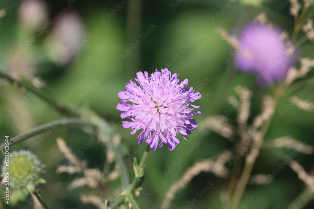 Sweden. Knautia arvensis, commonly known as field scabious, is a herbaceous perennial species of flowering plant in the honeysuckle family Caprifoliaceae. Sweden. Knautia arvensis, commonly known as field scabious, is a herbaceous perennial species of flowering plant in the honeysuckle family Caprifoliaceae.