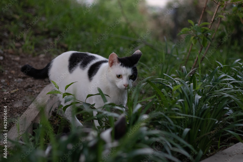 white cat on the grass white cat on the grass