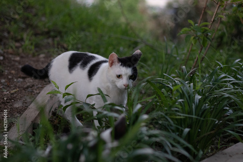 white cat on the grass