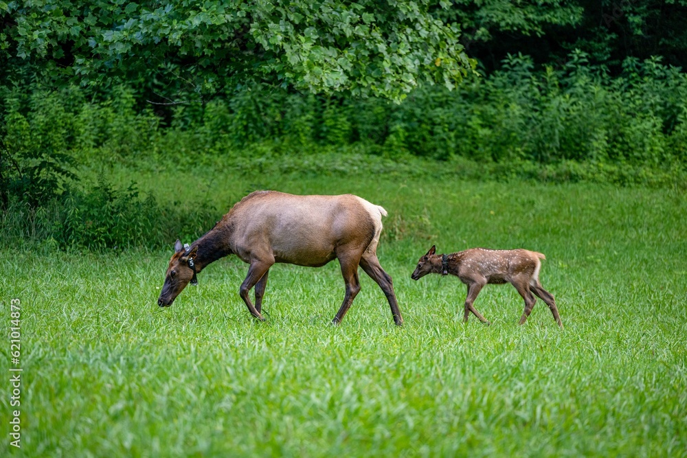 elk grazing