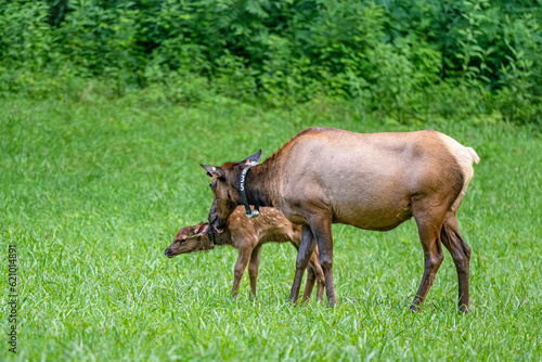 elk grazing