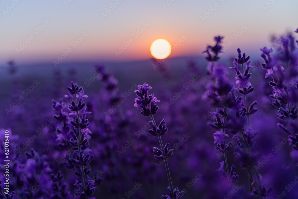 Naklejka premium Lavender flower background. Violet lavender field sanset close up. Lavender flowers in pastel colors at blur background. Nature background with lavender in the field.