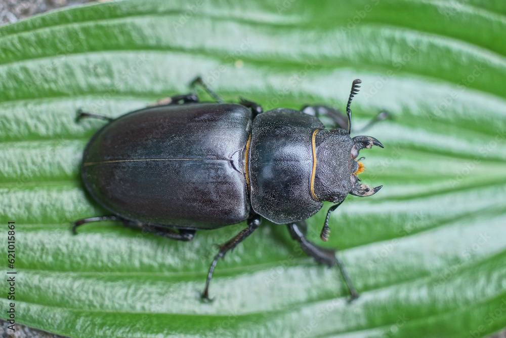 one big black brown beetle sits on a green leaf of a plant in summer nature one big black brown beetle sits on a green leaf of a plant in summer nature