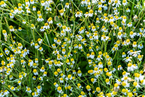 White camomiles flowers on meadow