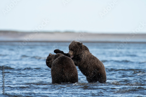 Brown bears (Ursus arctus) sparring on the beach; Lake Clark National Park; Alaska photo