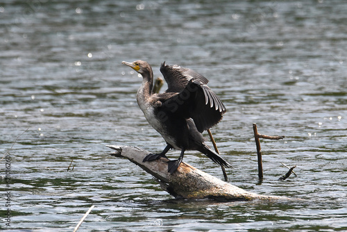 Komoran am Wasser photo