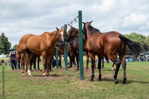 polo horses at Cowdray Park West Sussex