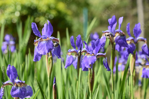 Garden with Flowering Siberian Iris Flowers in Bloom