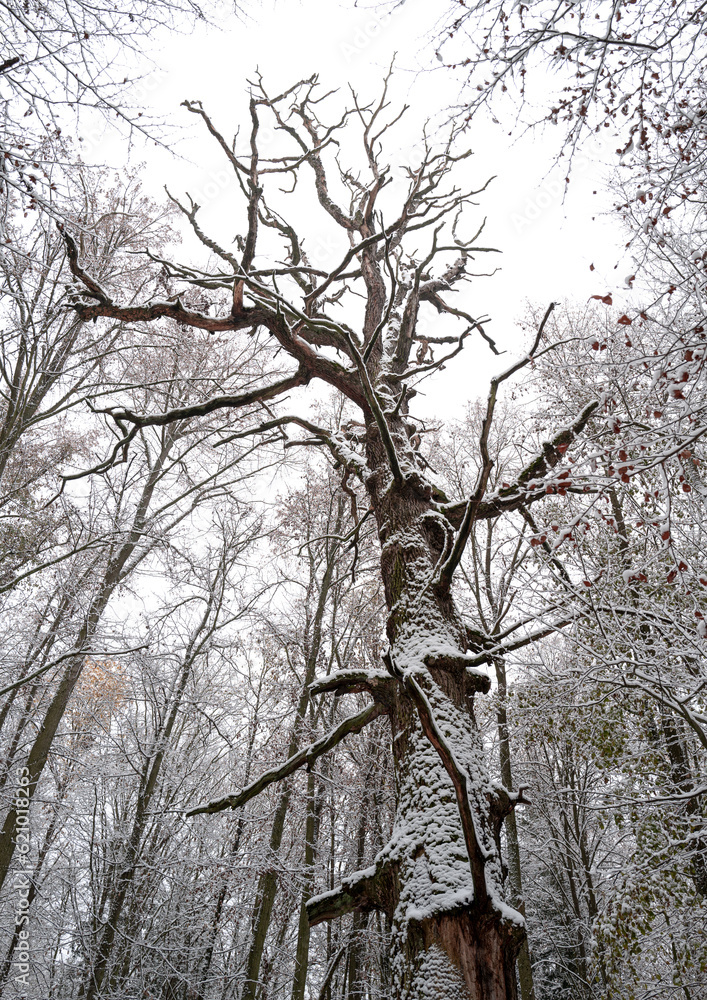 Obraz premium snow covered tree touches the sky