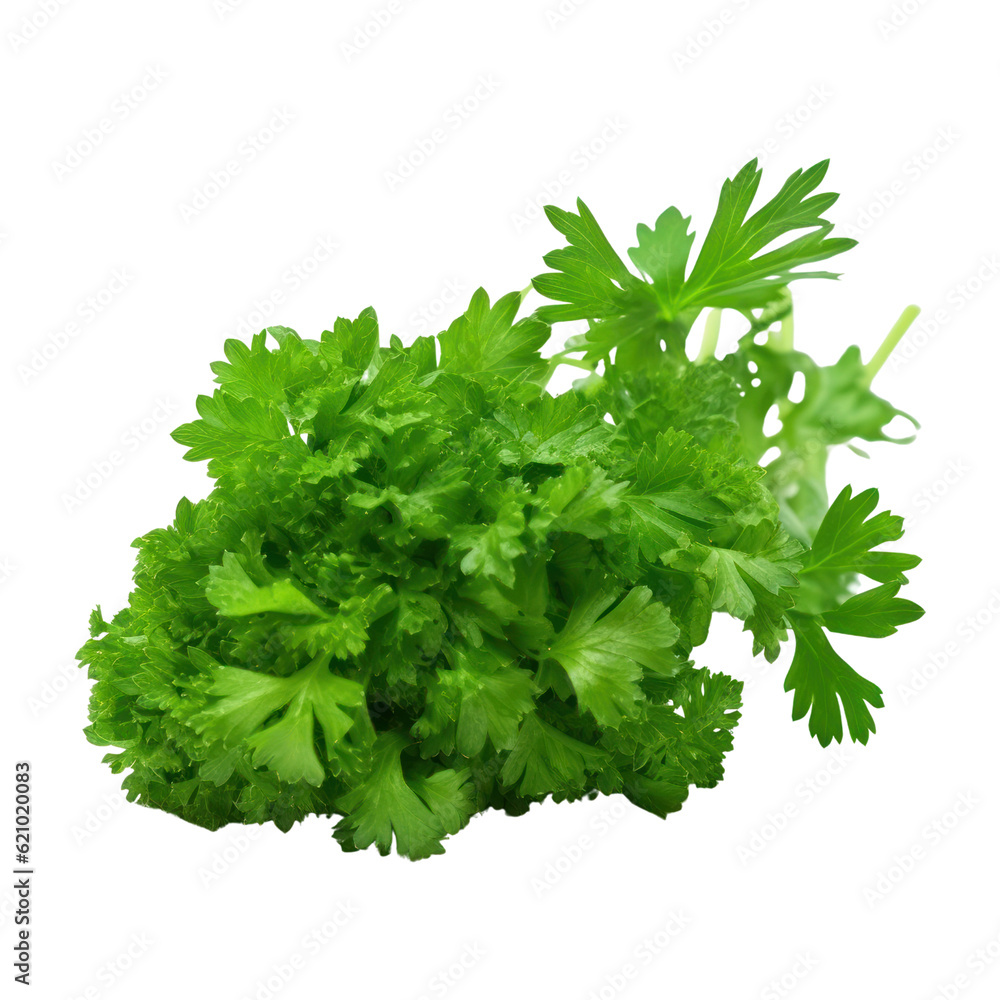 bunch of parsley isolated on transparent background cutout bunch of parsley isolated on transparent background cutout