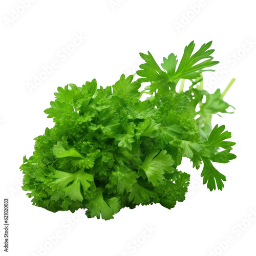 bunch of parsley isolated on transparent background cutout