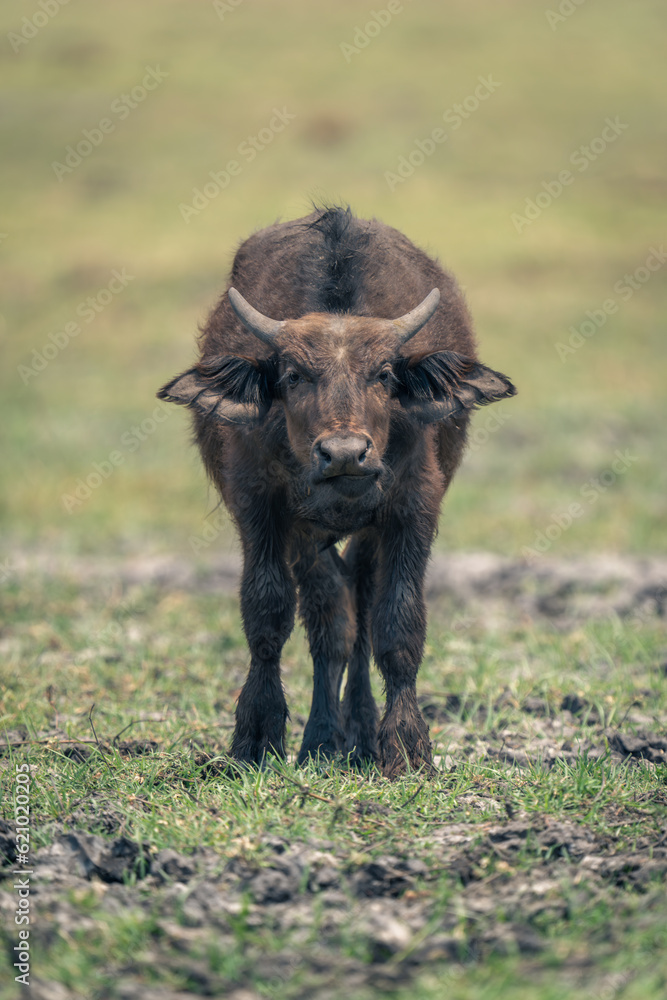 Cape buffalo calf stands staring towards camera Cape buffalo calf stands staring towards camera